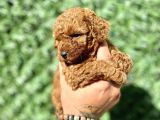 Mini Boy Toy Poodle Kızımız