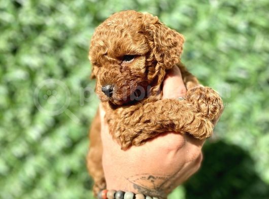 Mini Boy Toy Poodle Kızımız görsel