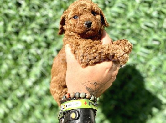 Mini Boy Toy Poodle Kızımız görsel