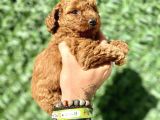 Mini Boy Toy Poodle Kızımız
