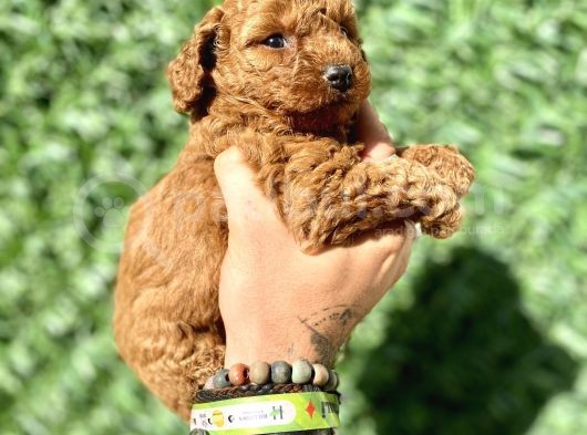 Mini Boy Toy Poodle Kızımız görsel