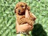 Mini Boy Toy Poodle Kızımız