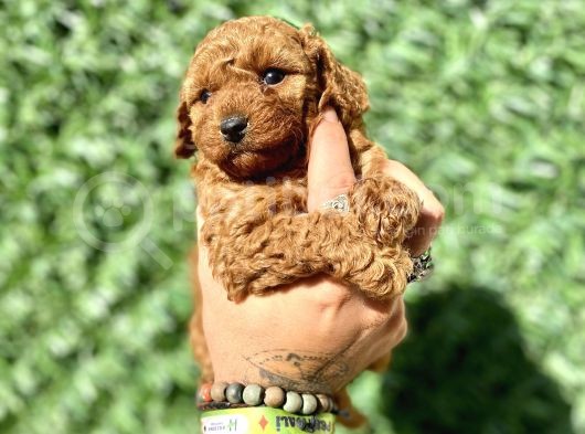 Mini Boy Toy Poodle Kızımız görsel