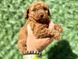 Mini Boy Toy Poodle Kızımız