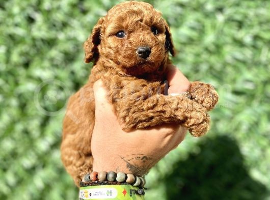 Mini Boy Toy Poodle Kızımız görsel