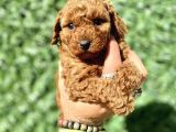 Mini Boy Toy Poodle Kızımız