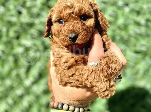 Mini Boy Toy Poodle Kızımız görsel