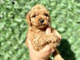 0 Numara Özel Renk Toy Poodle Oğlumuz
