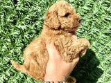 0 Numara Özel Renk Toy Poodle Oğlumuz