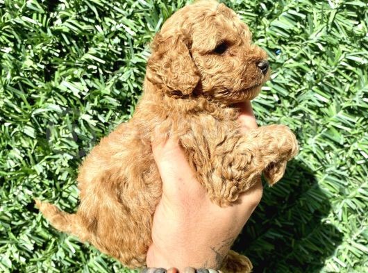 0 Numara Özel Renk Toy Poodle Oğlumuz görsel