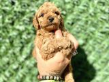 0 Numara Özel Renk Toy Poodle Oğlumuz