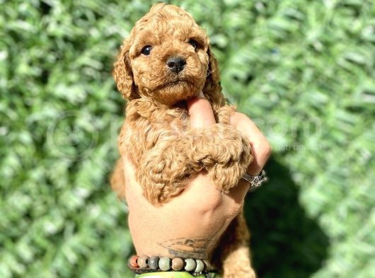 0 Numara Özel Renk Toy Poodle Oğlumuz görsel