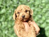 0 Numara Erkek Özel Renk Toy Poodle Oğlumuz