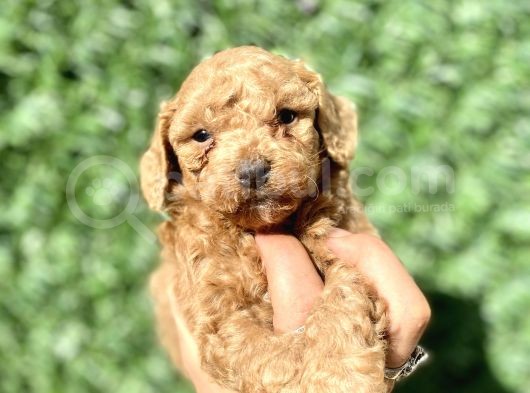 0 Numara Erkek Özel Renk Toy Poodle Oğlumuz görsel