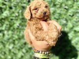 0 Numara Erkek Özel Renk Toy Poodle Oğlumuz
