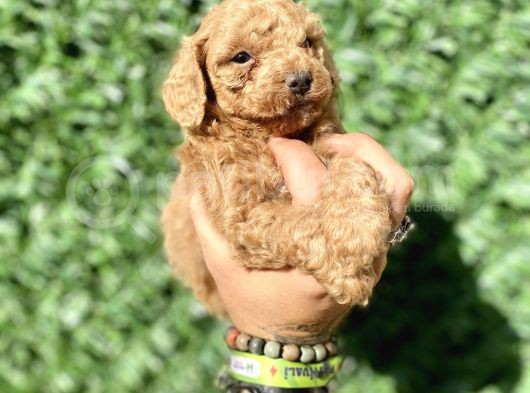 0 Numara Erkek Özel Renk Toy Poodle Oğlumuz görsel