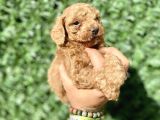 0 Numara Erkek Özel Renk Toy Poodle Oğlumuz