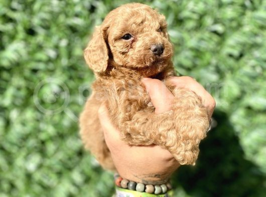 0 Numara Erkek Özel Renk Toy Poodle Oğlumuz görsel