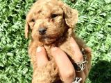0 Numara Erkek Özel Renk Toy Poodle Oğlumuz