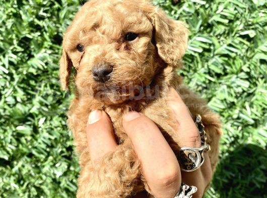 0 Numara Erkek Özel Renk Toy Poodle Oğlumuz görsel