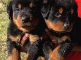 KUZEYPUPPİES GARANTİSİYLE ROTTWEİLER YAVRULARI