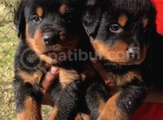 Kuzeypuppi̇es Garanti̇si̇yle Rottwei̇ler Yavrulari