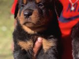 Kuzeypuppi̇es Garanti̇si̇yle Rottwei̇ler Yavrulari