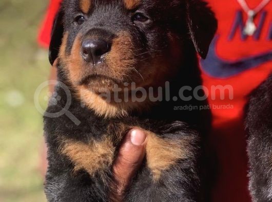 Kuzeypuppi̇es Garanti̇si̇yle Rottwei̇ler Yavrulari görsel