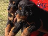 Kuzeypuppi̇es Garanti̇si̇yle Rottwei̇ler Yavrulari