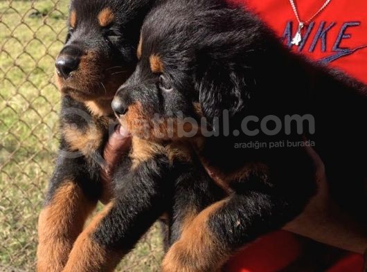Kuzeypuppi̇es Garanti̇si̇yle Rottwei̇ler Yavrulari görsel