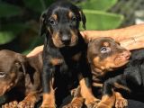 IRK GARANTİLİ DOBERMAN YAVRULARI