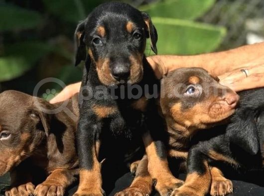 Irk Garanti̇li̇ Doberman Yavrulari