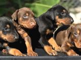 Irk Garanti̇li̇ Doberman Yavrulari