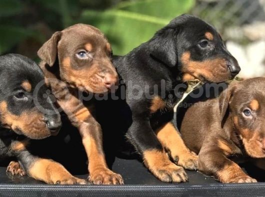 Irk Garanti̇li̇ Doberman Yavrulari görsel