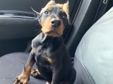 Fci kayıtlı King Doberman Erkek