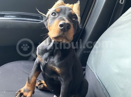 Fci Kayıtlı King Doberman Erkek