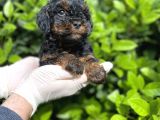 Chocolate Brown Toy Poodle Bebekler A Kalite