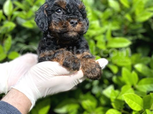 Chocolate Brown Toy Poodle Bebekler A Kalite görsel