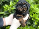 Chocolate Brown Toy Poodle Bebekler A Kalite