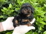 Chocolate Brown Toy Poodle Bebekler A Kalite