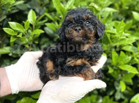 Chocolate Brown Toy Poodle Bebekler A Kalite görsel