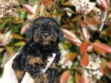Chocolate Brown Toy Poodle Bebekler A Kalite