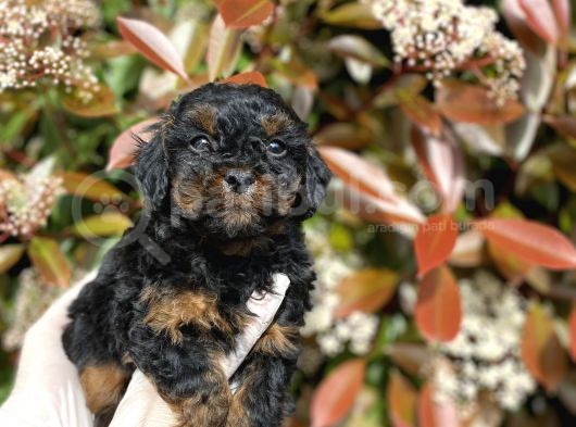 Chocolate Brown Toy Poodle Bebekler A Kalite