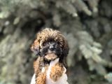 Maltipoo Şekerleri Yeni Yuvasını Arıyor