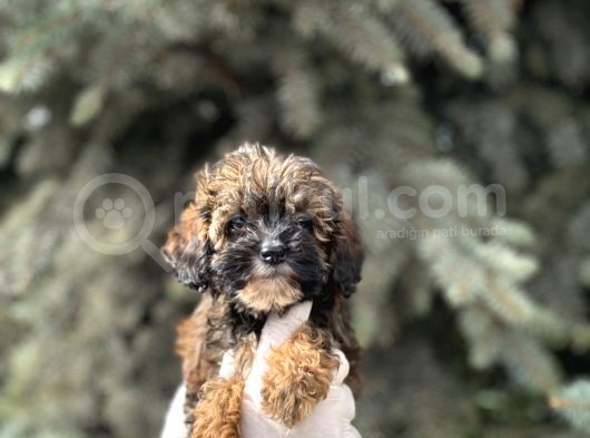 Maltipoo Şekerleri Yeni Yuvasını Arıyor görsel