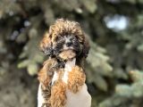 Maltipoo Şekerleri Yeni Yuvasını Arıyor