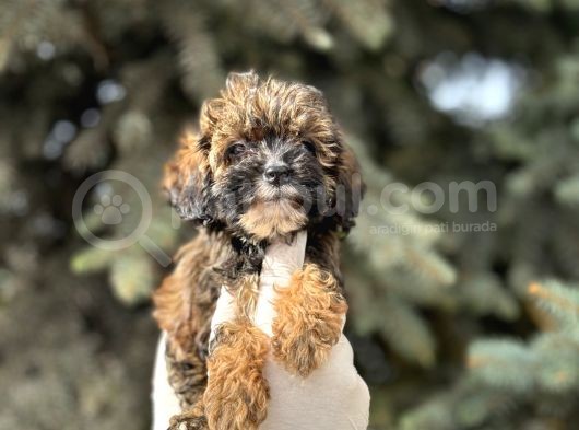 Maltipoo Şekerleri Yeni Yuvasını Arıyor