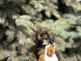 Maltipoo Şekerleri Yeni Yuvasını Arıyor