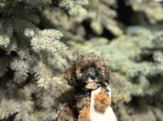 Maltipoo Şekerleri Yeni Yuvasını Arıyor görsel