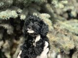 Maltipoo Yavrularım Sağlık Ve Irk Garantilidir